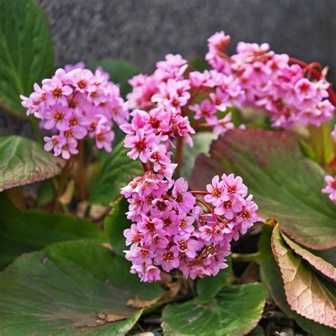 Bergenia Sercolistna Rotblum Okrywowa Zimozielona Bergenia Sercolistna