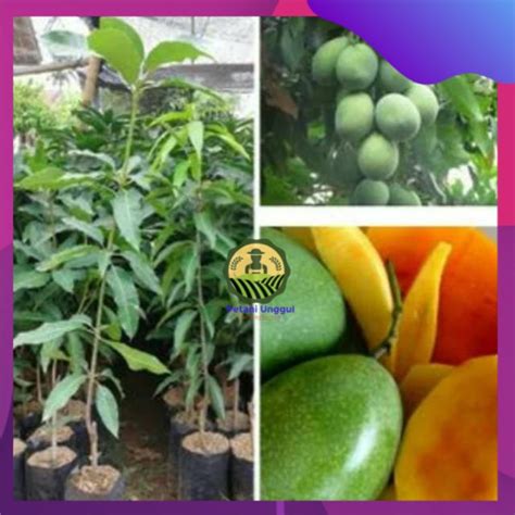 Jual Bibit Mangga Madu Super Berkualitas Shopee Indonesia