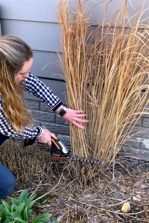 Ornamental Grasses Should You Water Them In The Winter Craftsmumship