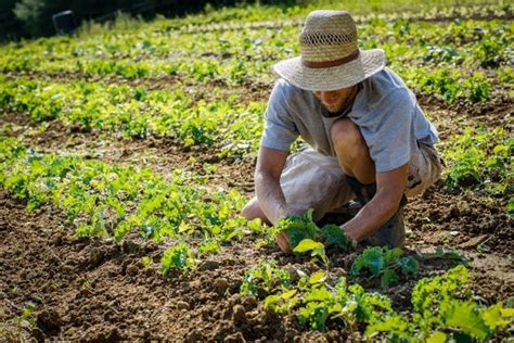 Sustainable Food Trust News And Views Plant Breeding Farm