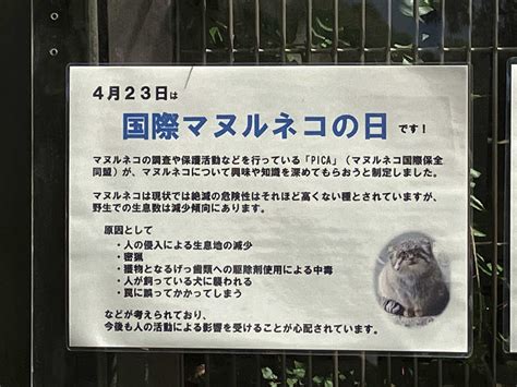 国際マヌルネコの日andお誕生日おめでとう！ マヌルネコ 今日は誰と会えるかな だいたい東山動植物園 楽天ブログ