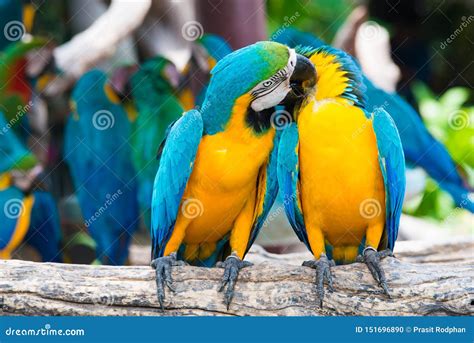 Un Par De Macaws Azul Y Amarillos Que Se Encaraman En La Rama De Madera