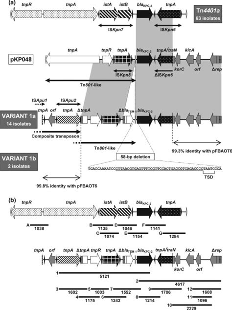 Clonal Dissemination Of Klebsiella Pneumoniae St258 Harbouring Kpc 2 In Argentina Clinical