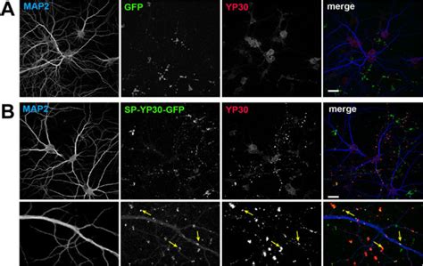 Administration of bacterially produced and purified GFP (A) or...