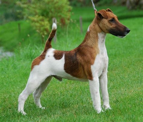 Elevage Belfox Eleveur De Chiens Fox Terrier Poil Lisse