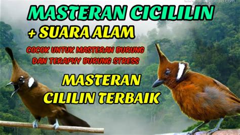 SUARA CILILIN COCOK UNTUK MASTERAN BURUNG YouTube