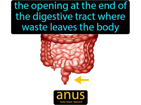 Anus Definition The Opening At The End Of The Digestive Tract Where