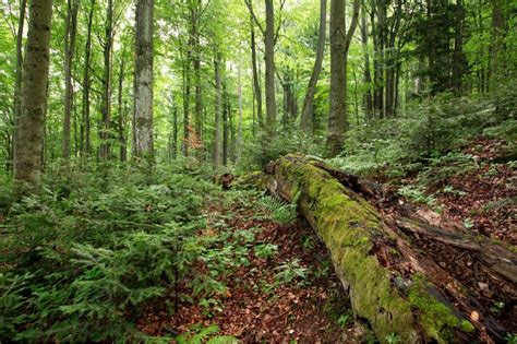 Exploring Ancient Forests Uncovering Secrets Of Old Growth Trees