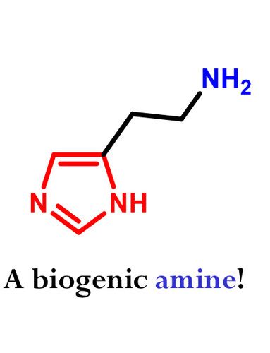 Med Chem Exam 2 Histamine H1 H2 Antagonists Flashcards Quizlet