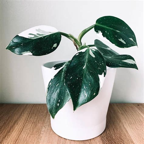 Philodendron White Wizard Care And Growing Guide Plantcarefully