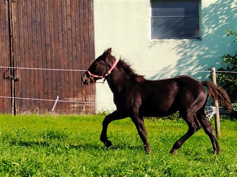 Zora Noriker Stute Rappe Pferd Austria