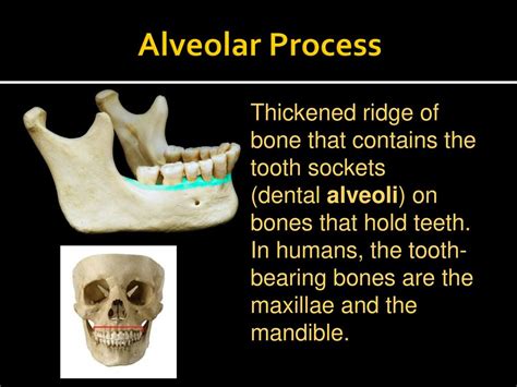 Alveolar Ridge Skull