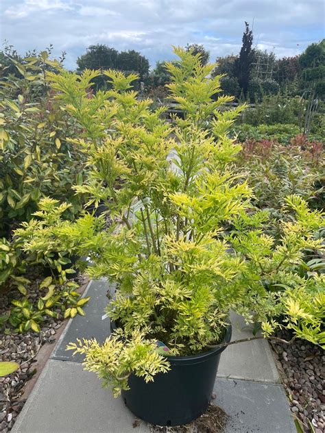 Sambucus Nigra Golden Tower Caragh Nurseries