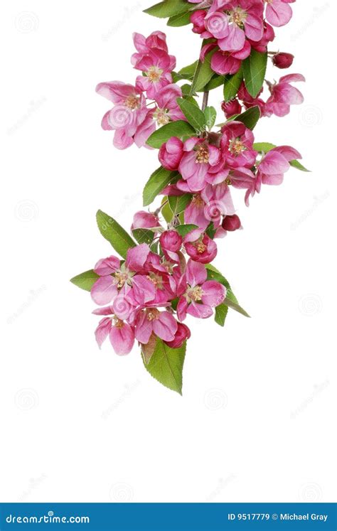 Isolated Crab Apple Tree Flowers Stock Image - Image of stem, spring ...