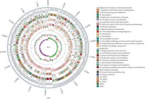 A Circular Genome Map Of Strain By The Outermost Circle Represents