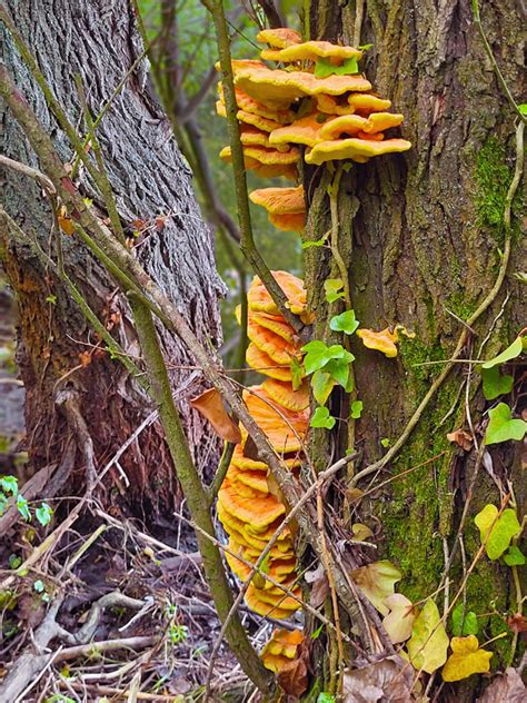 Nahuby sk Fotografia sírovec obyčajný Laetiporus sulphureus Bull