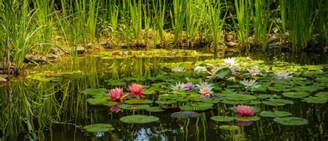 Build a natural pond? You will find information and inspiration on ...