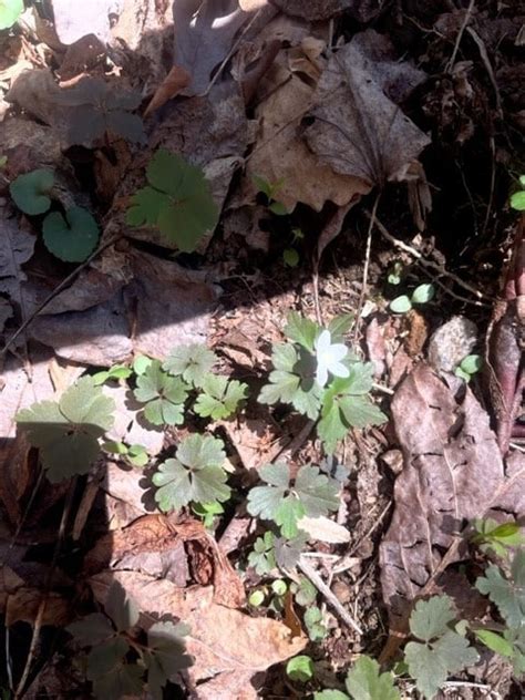 Brasstown Bald Wildflower Hike Find Outdoors