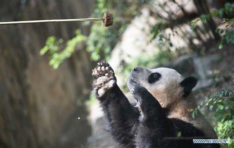 China To Send Two Giant Pandas To Denmark 7 Chinadaily Cn