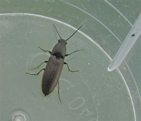 Click Beetle Gedling Conservation Trust Nottingham