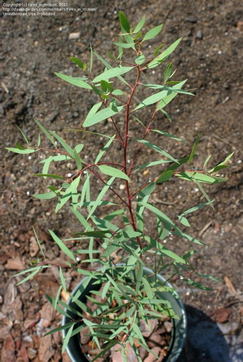 Plantfiles Pictures Eucalyptus Species Narrow Leaf Black Peppermint