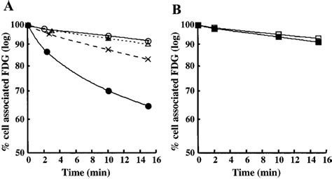 A Western Blot Analysis Of A431 Wild Type A431 Wt And A431 Ac3 Cells