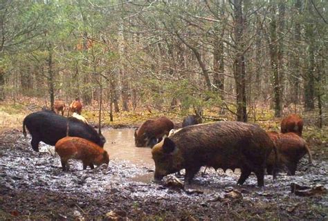 Missouri Officials Consider Banning Hunting of Feral Pigs | OutdoorHub