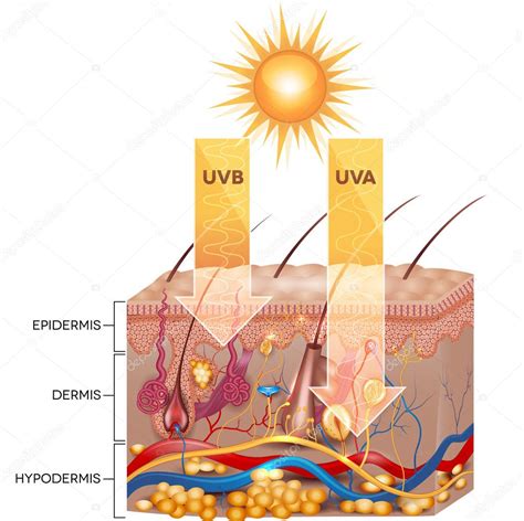 UVB and UVA radiation — Stock Vector © megija #64058565