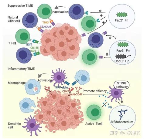 肿瘤微生物微环境 知乎