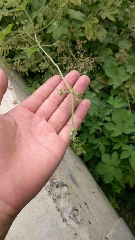 農村鄉下路邊的野草，蚊蟲叮咬，蜜蜂蟄到就用它 ， 管用 每日頭條