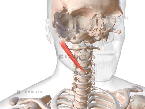 Digastric Muscle