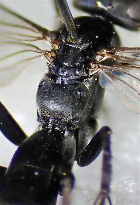 Anoplius Nigerrimus Male Propodeum Deep Dean Sussex 3 Flickr