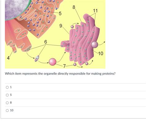 Solved What Phase Of Mitosis Is A DNA Researcher Most Likely To