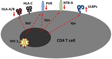 Vpu Nef And Vpr Modulate Expression Of Nk Cell Ligands On The Surface