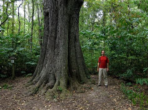 12 Incredible Trees Native To Illinois A Z Animals