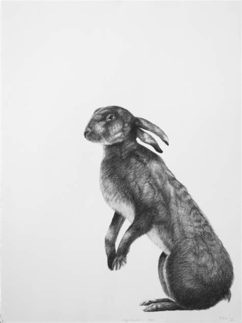 Hare drawings - Adriane Strampp