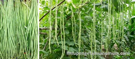 Manfaat Kacang Panjang Dan Kandungan Gizi Kacang Panjang
