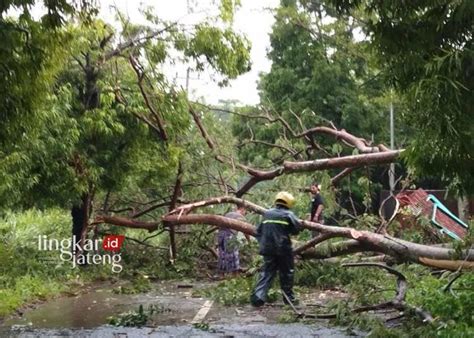 Rumah Rusak Dan Pohon Tumbang Diterjang Angin Kencang Di Kudus