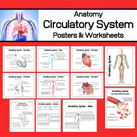 Anatomy And Physiology Blood Pdf Physiology Blood Worksheets