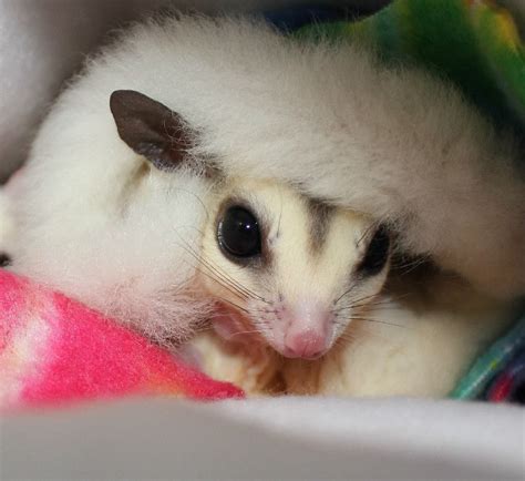 Sugar glider care - qustcalendar