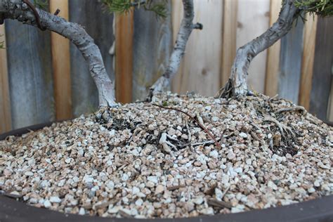 Bonsai Soil | kuromatsubonsai.com