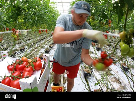 A Harvest Worker From The Vegetable Farm Leo Berghs Trienekens Picks