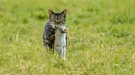 Graban a un gato callejero matando un conejo casi tan grande como él