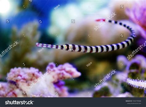 107 Banded Pipefish Royalty-Free Images, Stock Photos & Pictures ...