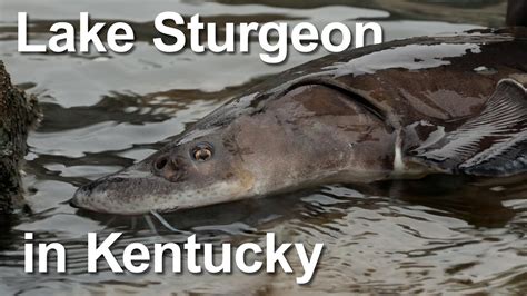 Lake Sturgeon History And Handling Youtube