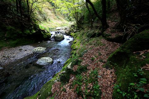 Free Images Tree Nature Forest Rock Waterfall Creek Wilderness Trail Leaf River