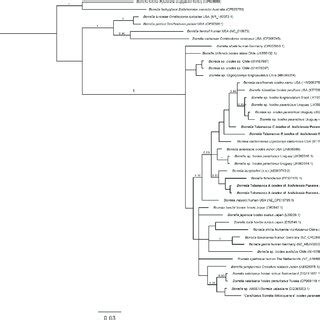 Bayesian Phylogenetic Trees For Borrelia Spp Based On The Flab Gene