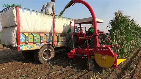 Corn Silage Making In Punjab Pakistan Chopping Corn Silage For Feed