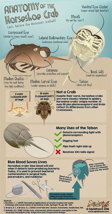 Anatomy of the Horseshoe Crab | Marine biology, Oceanography marine biology, Animal facts