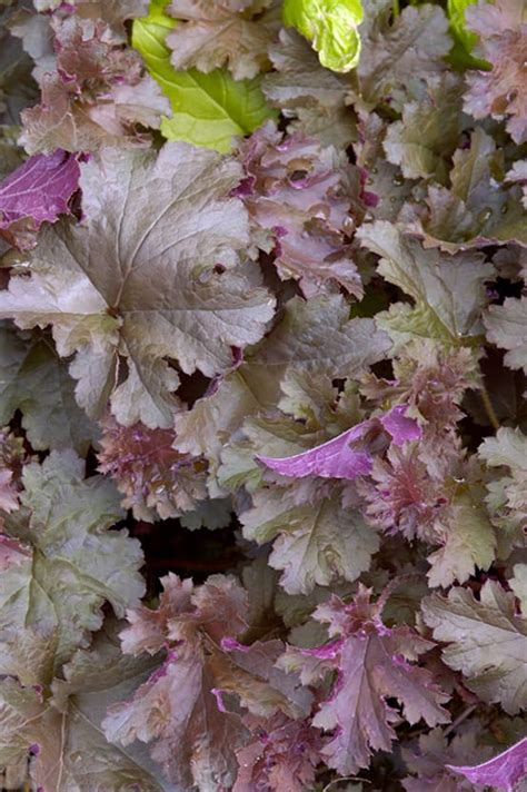 Heuchera Purple Petticoats Jardiland